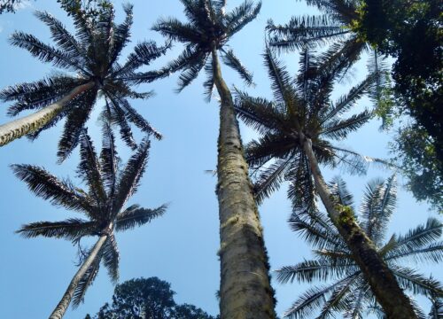 Pasadía volcán cerro Machín