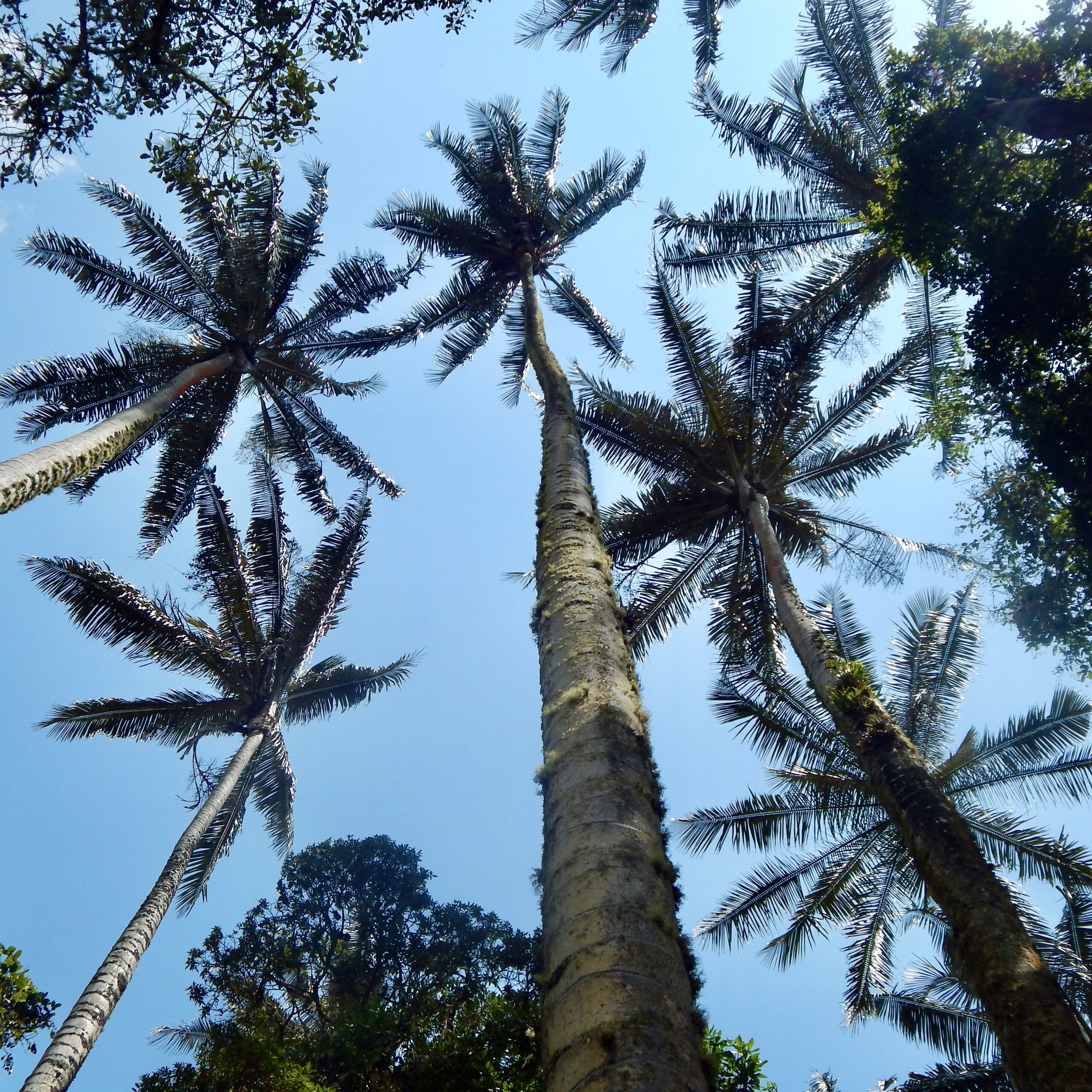 Pasadía volcán cerro Machín